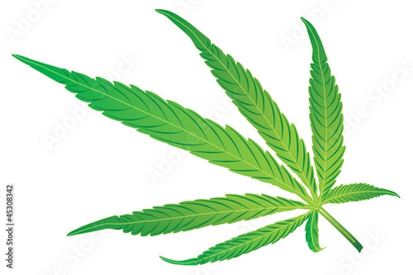 Fototapeta WEB ART DESIGN CANNABIS LEAF FEUILLE VECTOR 200