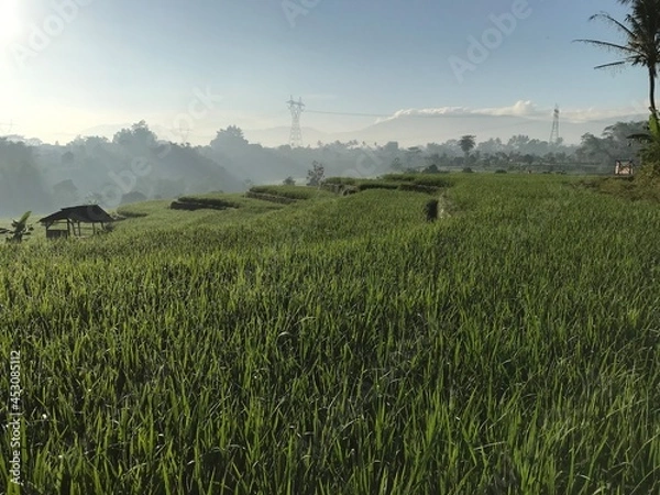 Fototapeta rice field