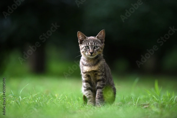 Obraz Stray cats in a park in Huai 'an, Jiangsu Province, China