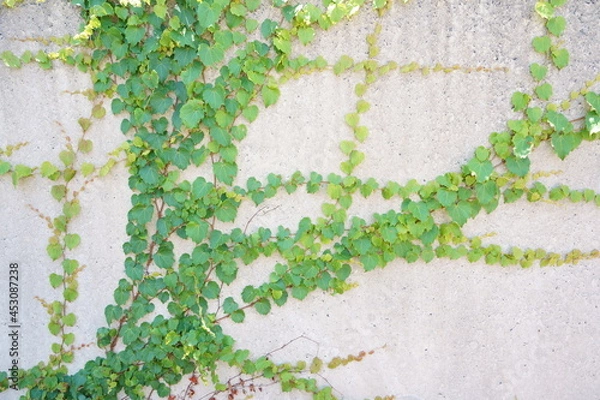 Obraz コンクリートに付着するツタ