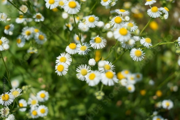 Obraz ハルジオン