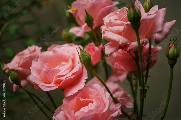 Fototapeta Blütentraum in rosa