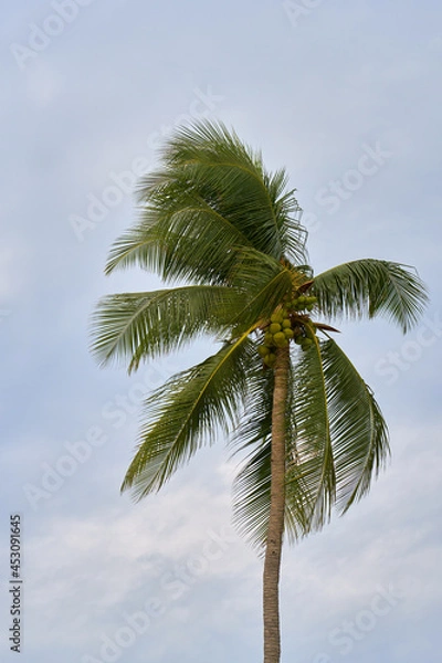 Fototapeta Coconut tree in front of blue sky. Nature background.