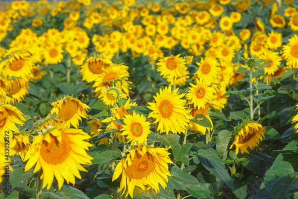 Fototapeta Many sunflowers on the field in summer