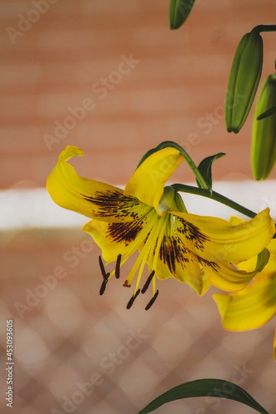 Fototapeta Yellow lilly