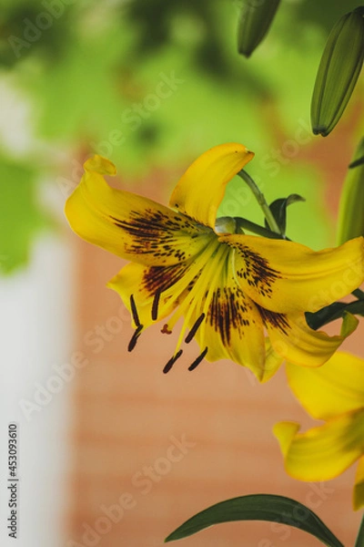 Fototapeta Yellow lilly