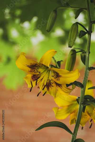 Fototapeta Yellow lilly