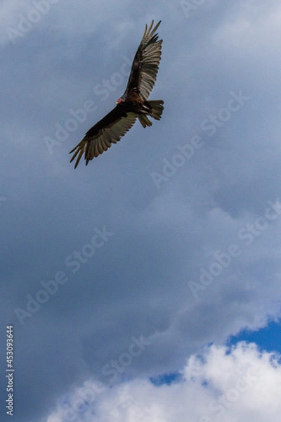 Obraz Turkey vulture