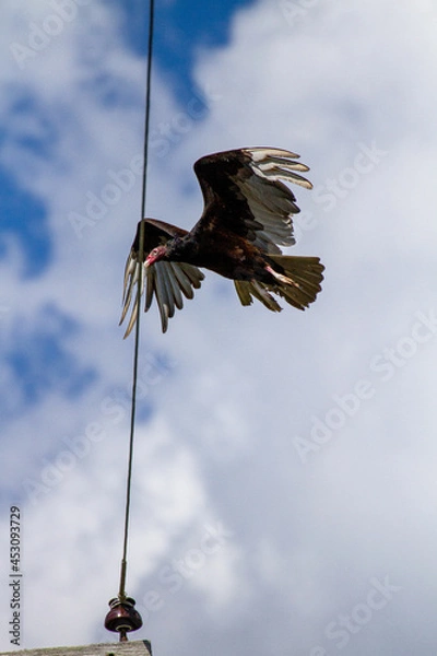 Obraz Turkey vulture