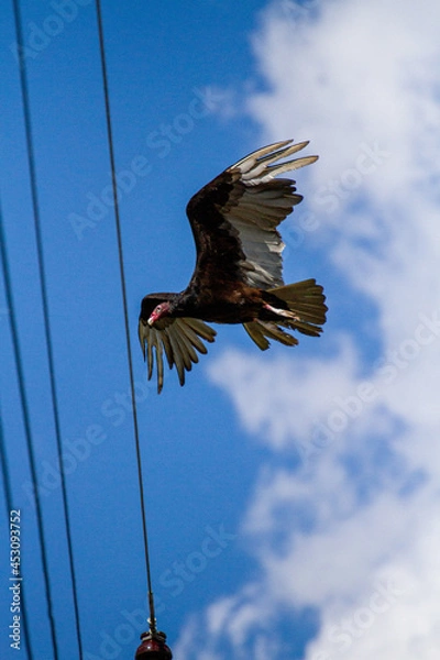 Fototapeta Turkey vulture
