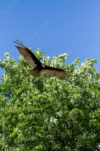 Fototapeta Turkey vulture