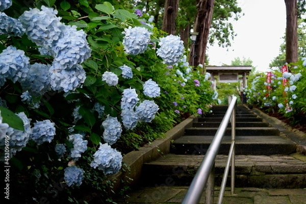 Obraz 紫陽花の咲く寺