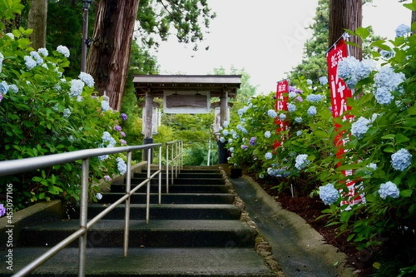 Obraz 紫陽花の咲く寺