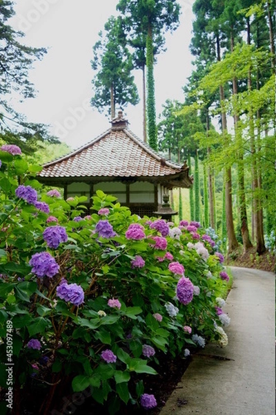 Fototapeta 紫陽花の咲く寺