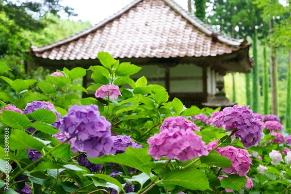 Obraz 紫陽花の咲く寺