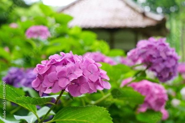 Obraz 紫陽花の咲く寺