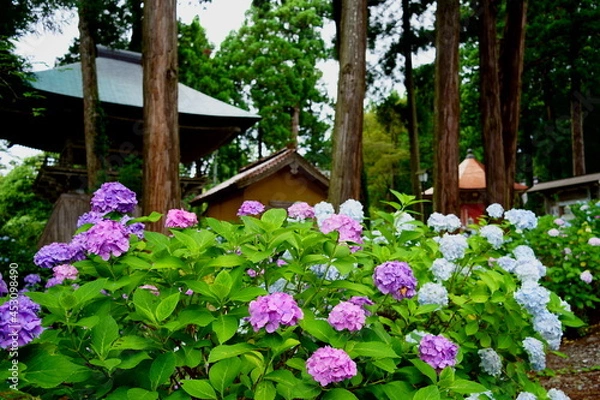 Obraz 紫陽花の咲く寺