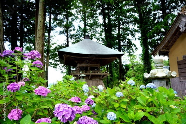 Obraz 紫陽花の咲く寺