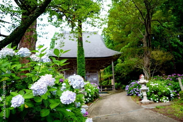 Obraz 紫陽花の咲く寺