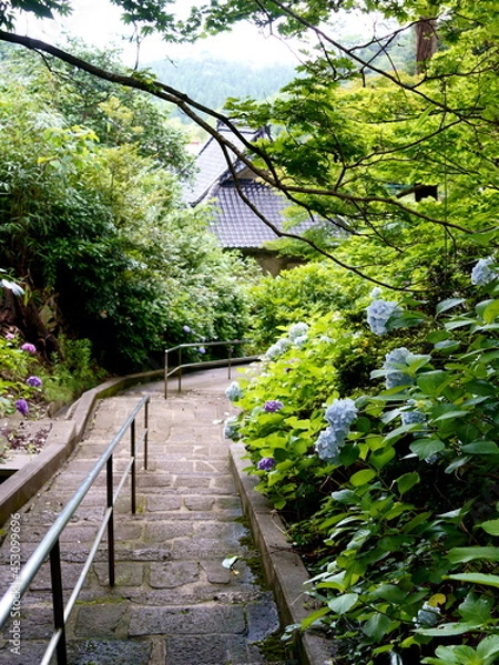 Obraz 紫陽花の咲く寺