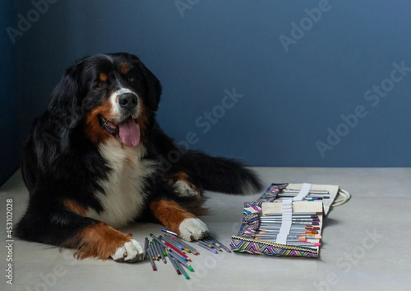 Fototapeta Berner Sennenhund dog with colored pencils