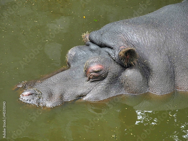 Obraz Hippopotamus in the water