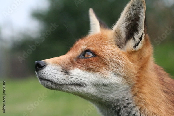 Fototapeta Red Fox
