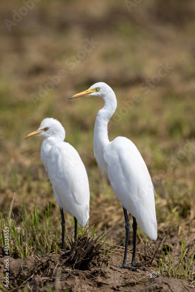 Fototapeta 並ぶ二羽のサギ
