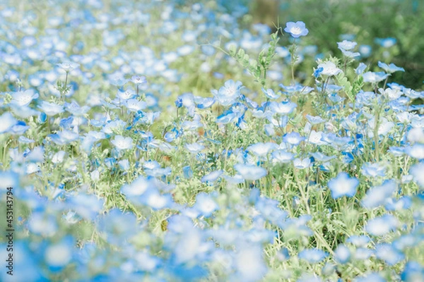 Obraz ネモフィラブルー