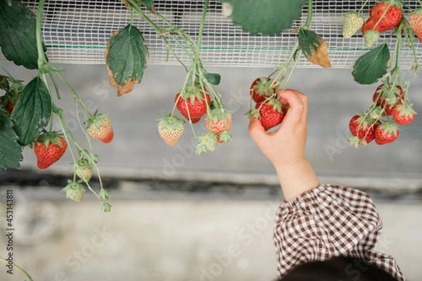 Obraz いちご狩り