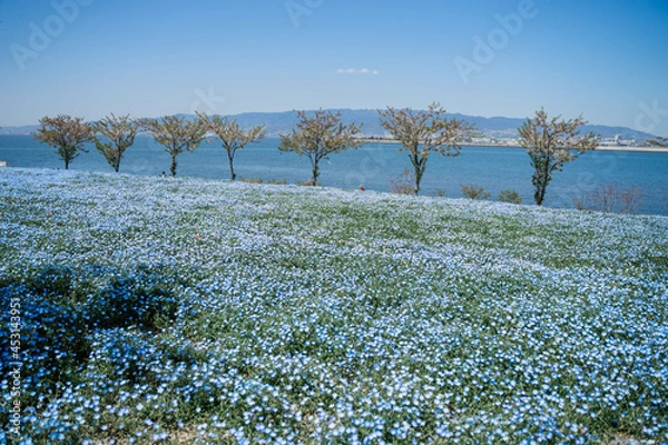 Obraz 海とネモフィラ