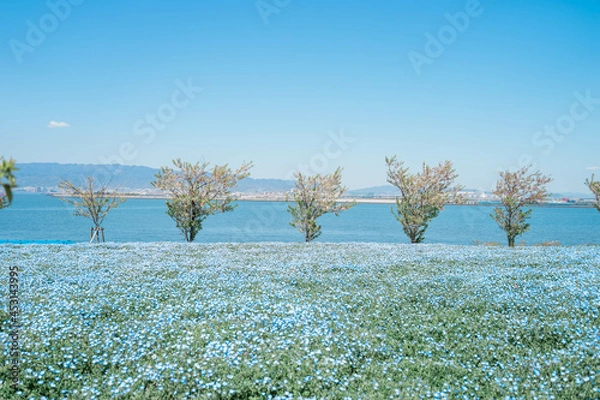 Obraz 海とネモフィラ