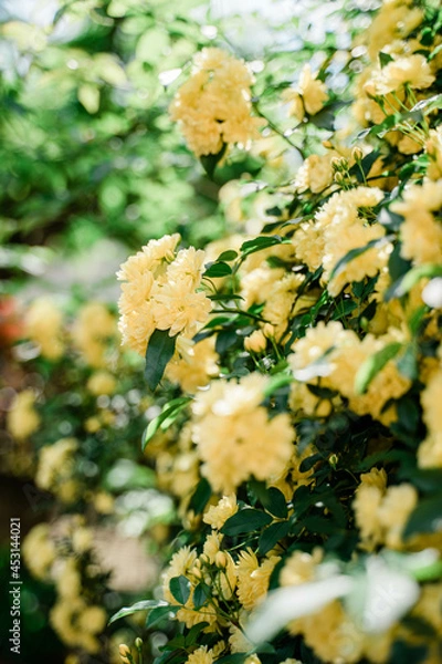 Obraz モッコウバラ