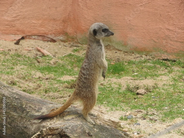 Fototapeta Suricate