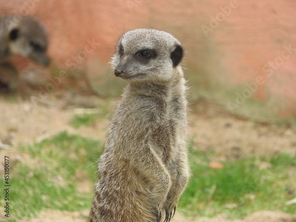 Fototapeta Suricate