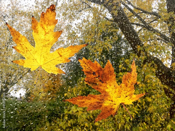 Obraz Maple leaves falling, stuck to a window with rain