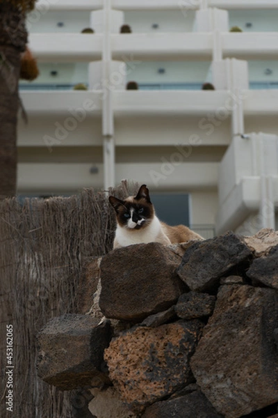 Obraz Mirada de un gato