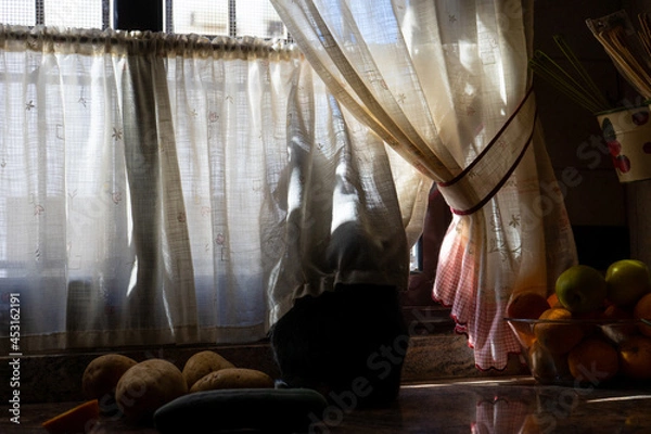 Obraz Cat behind curtains