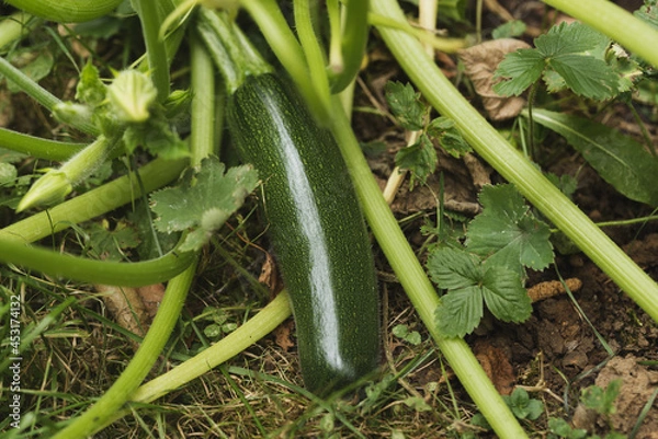 Fototapeta Zucchini on a white isolated background. 