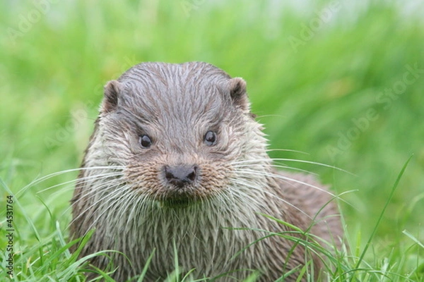 Fototapeta Otter