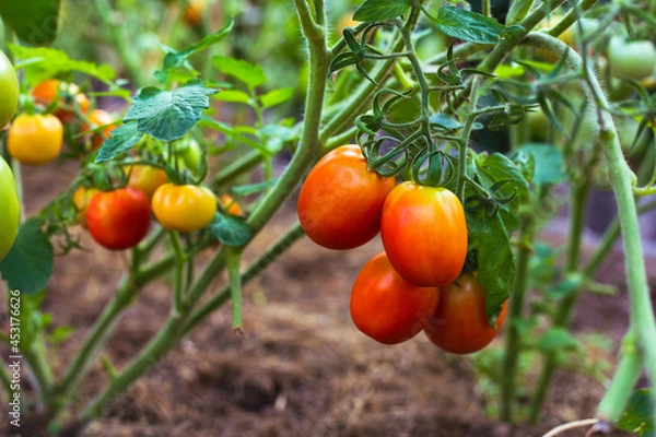 Fototapeta Ripe red tomatoes on the branches in the greenhouse