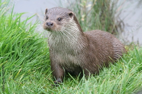 Fototapeta Otter