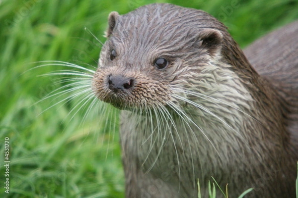 Obraz Otter