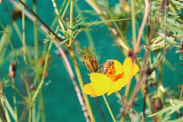 Obraz Close-up of a bee taking pollen from an orange flower (Cosmos bipinnatus)