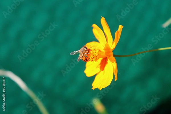 Obraz Macro view of a bee taking pollen from a solitary orange flower.