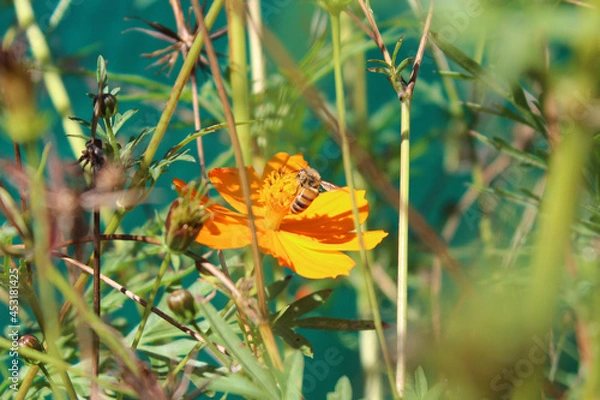 Fototapeta Close-up of a bee taking pollen from an orange flower.