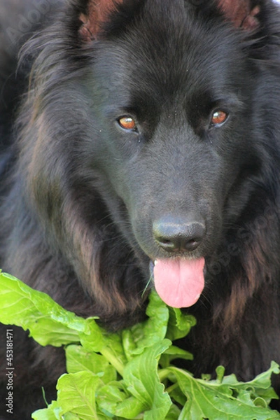 Obraz Close-up of Belgian shepherd dog.