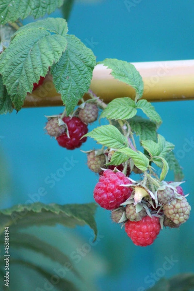 Obraz Close-up view of a raspberry plant branch, with green leaves and raspberries in process of ripening.