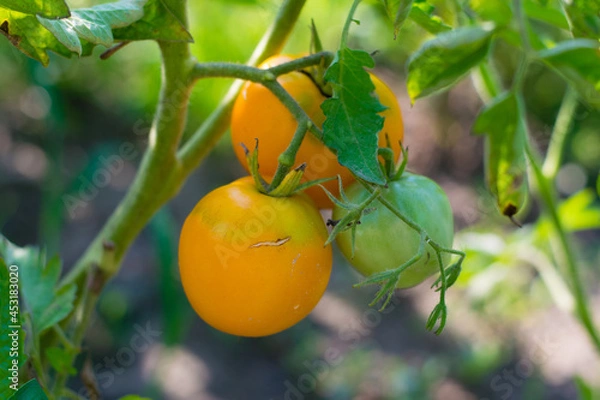 Fototapeta Yellow tomatoes in the garden on a sunny day. Organic farming in the country or in the garden. Harvest summer vegetables