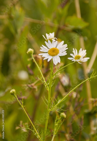 Obraz Daisy in the grass